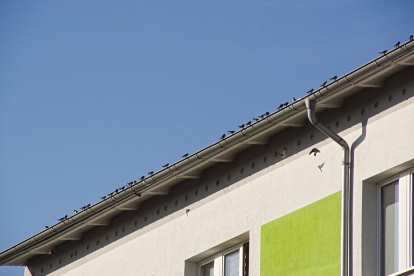 Birds perched on a building roof.