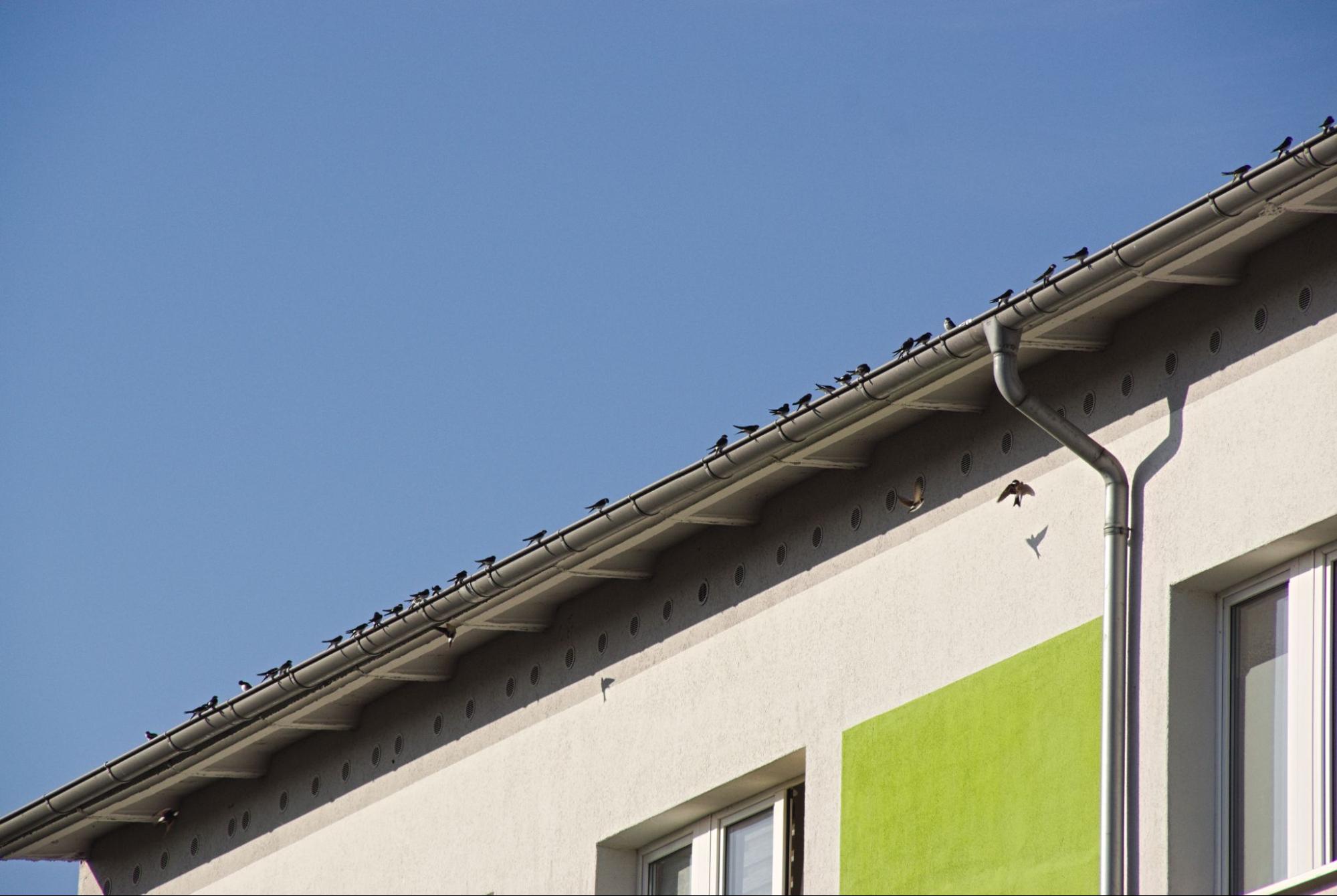 Birds perched on a building roof.
