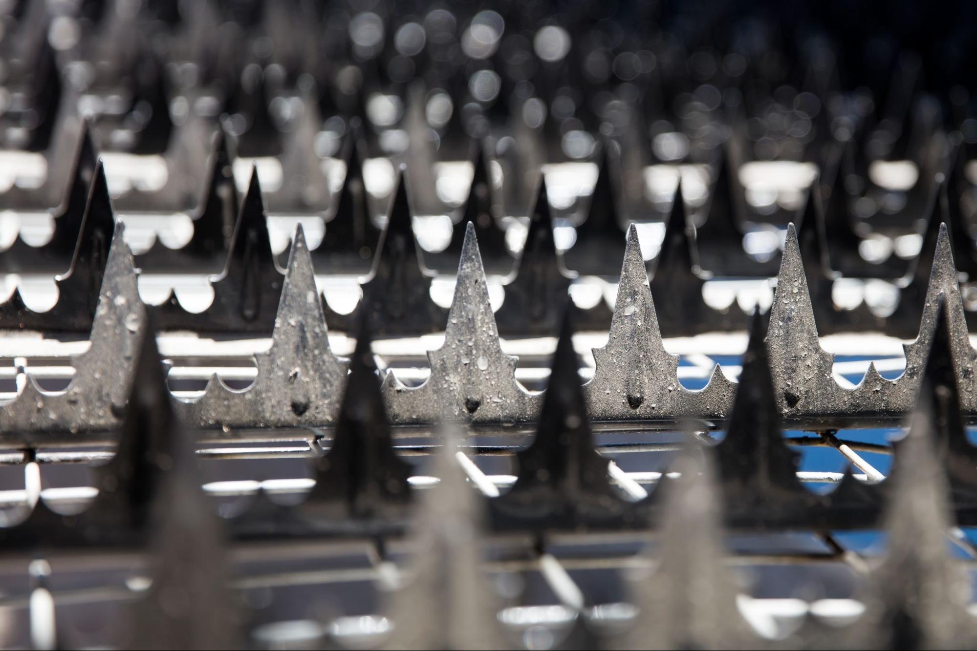 A close-up of metal bird spikes installed for commercial bird control.