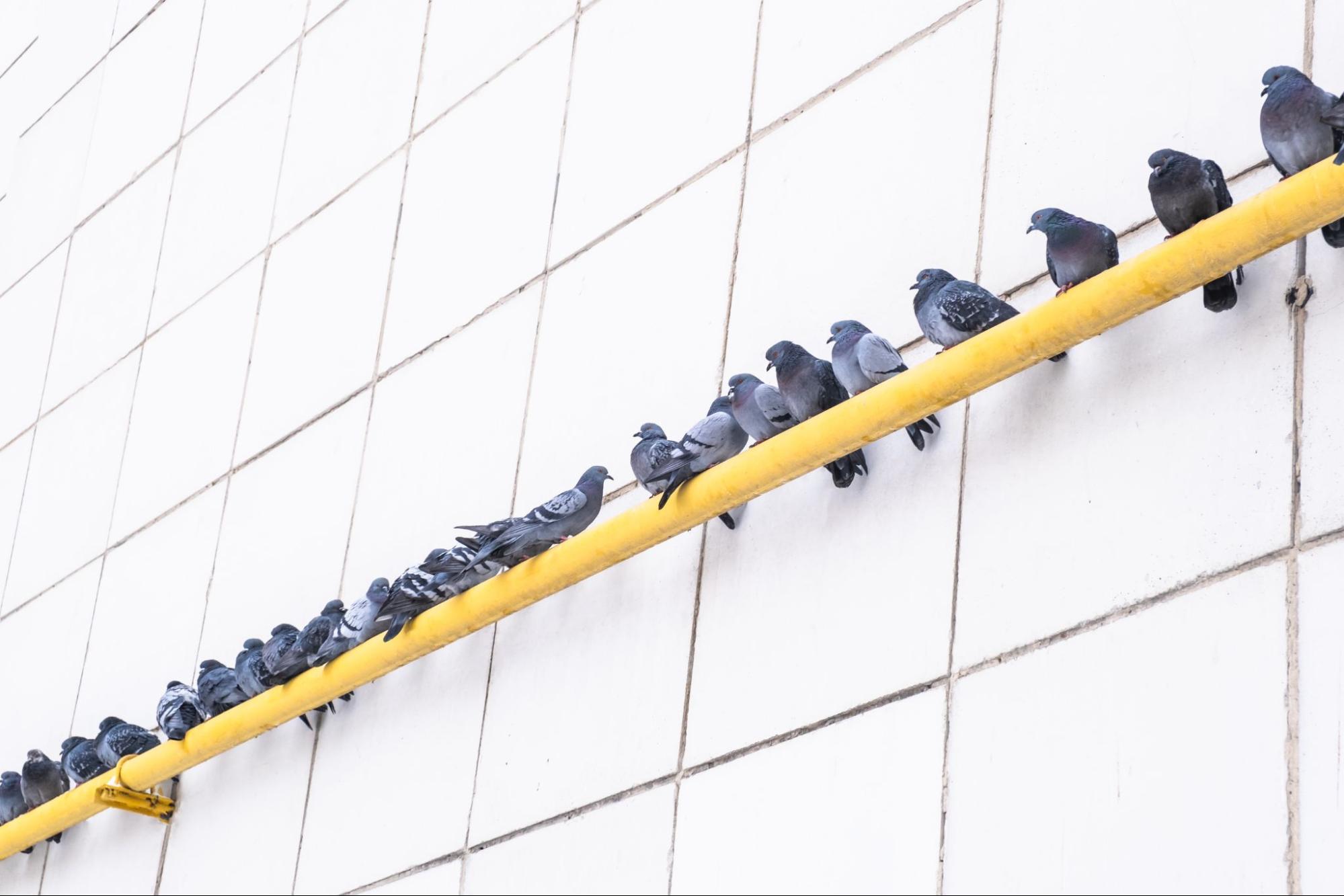 Gray city pigeons perched on a warm yellow gas pipe against the white wall.