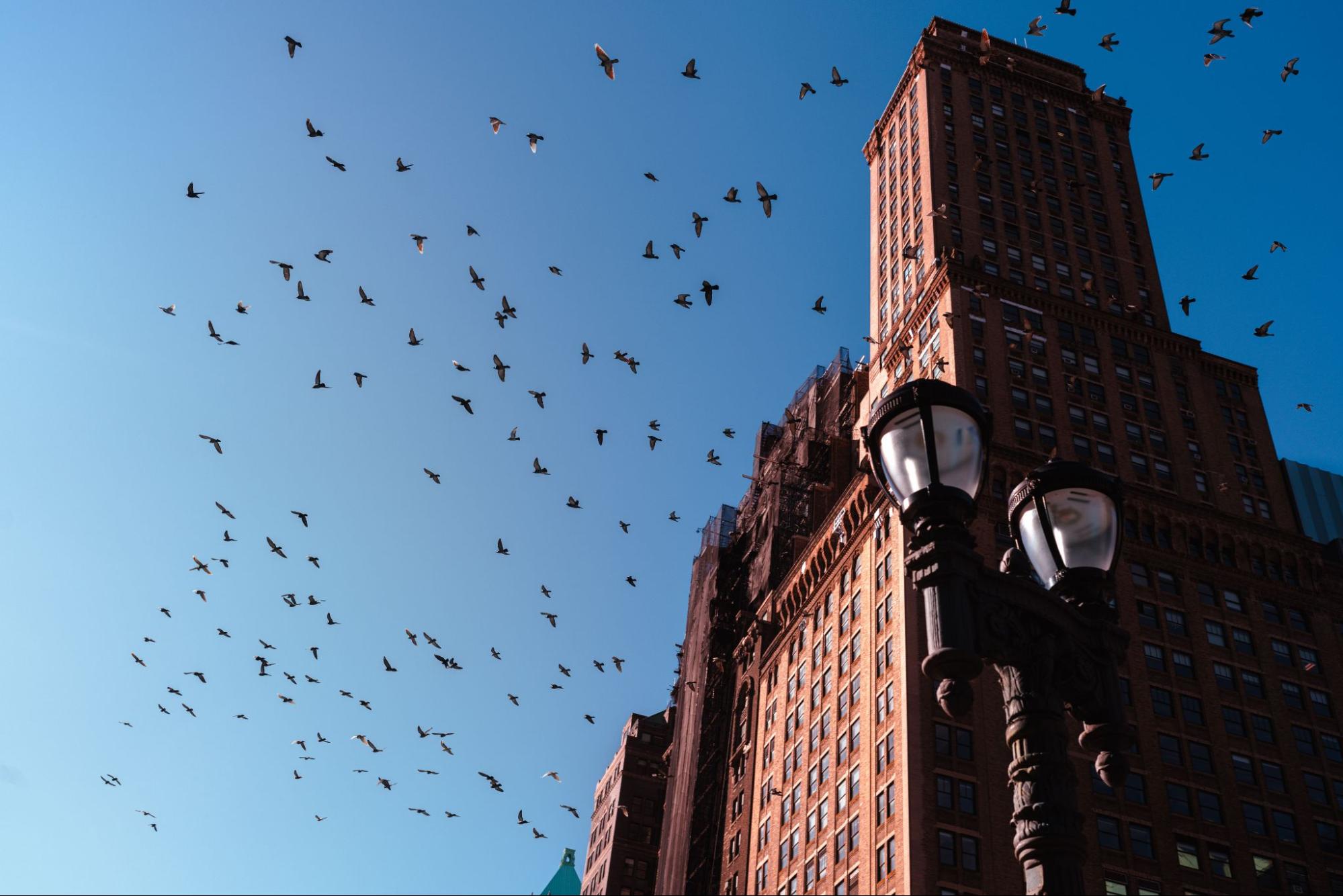 Birds flying around a building against a blue sky.