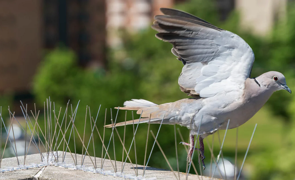 Bird Spikes