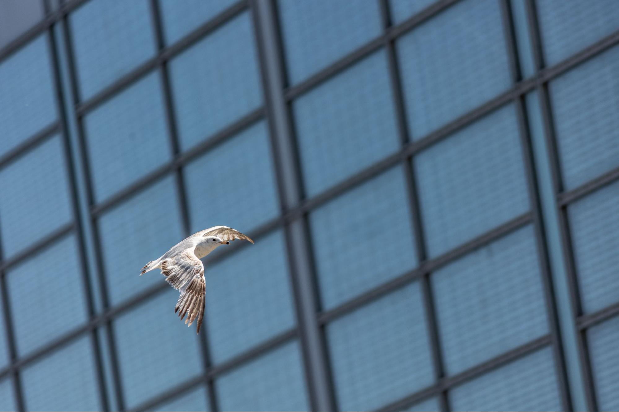 Shallow focus shot of a ring-billed gull with open wings flying near a modern building with reflective windows used as a bird deterrent.