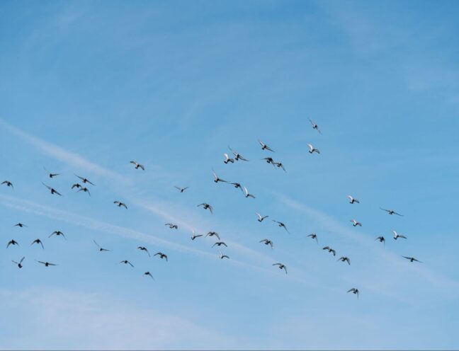 Birds flying in the sky with clouds in the background.