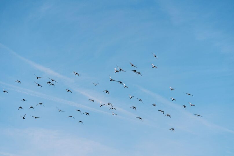 Birds flying in the sky with clouds in the background.