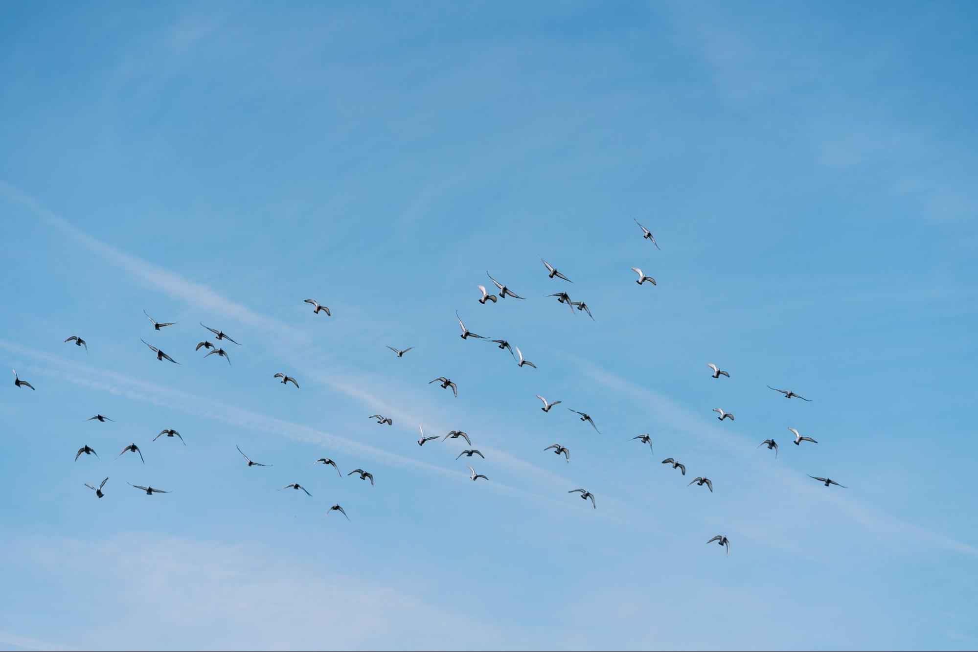 Why Bird Deterrent Spikes Are a Must-Have for Commercial Properties