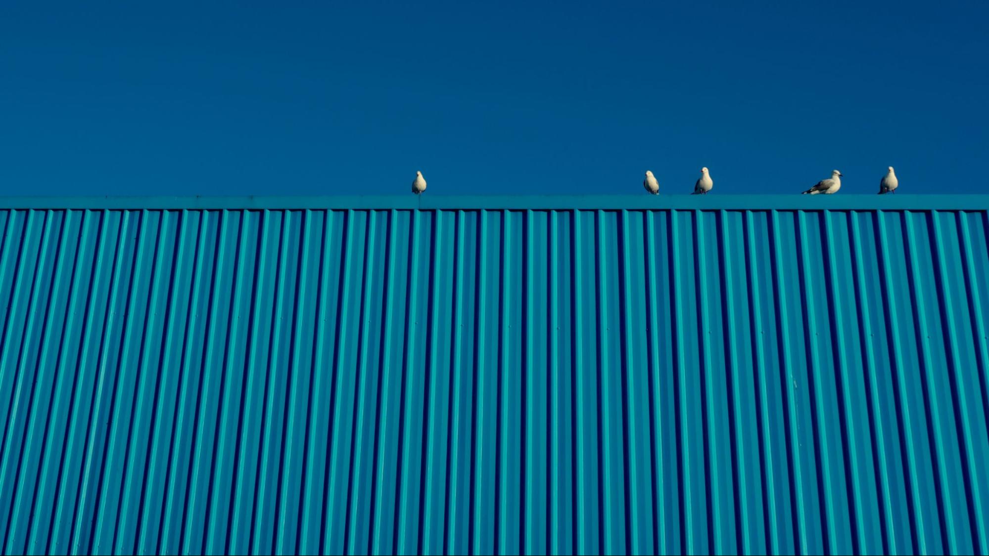 Birds on a building. 