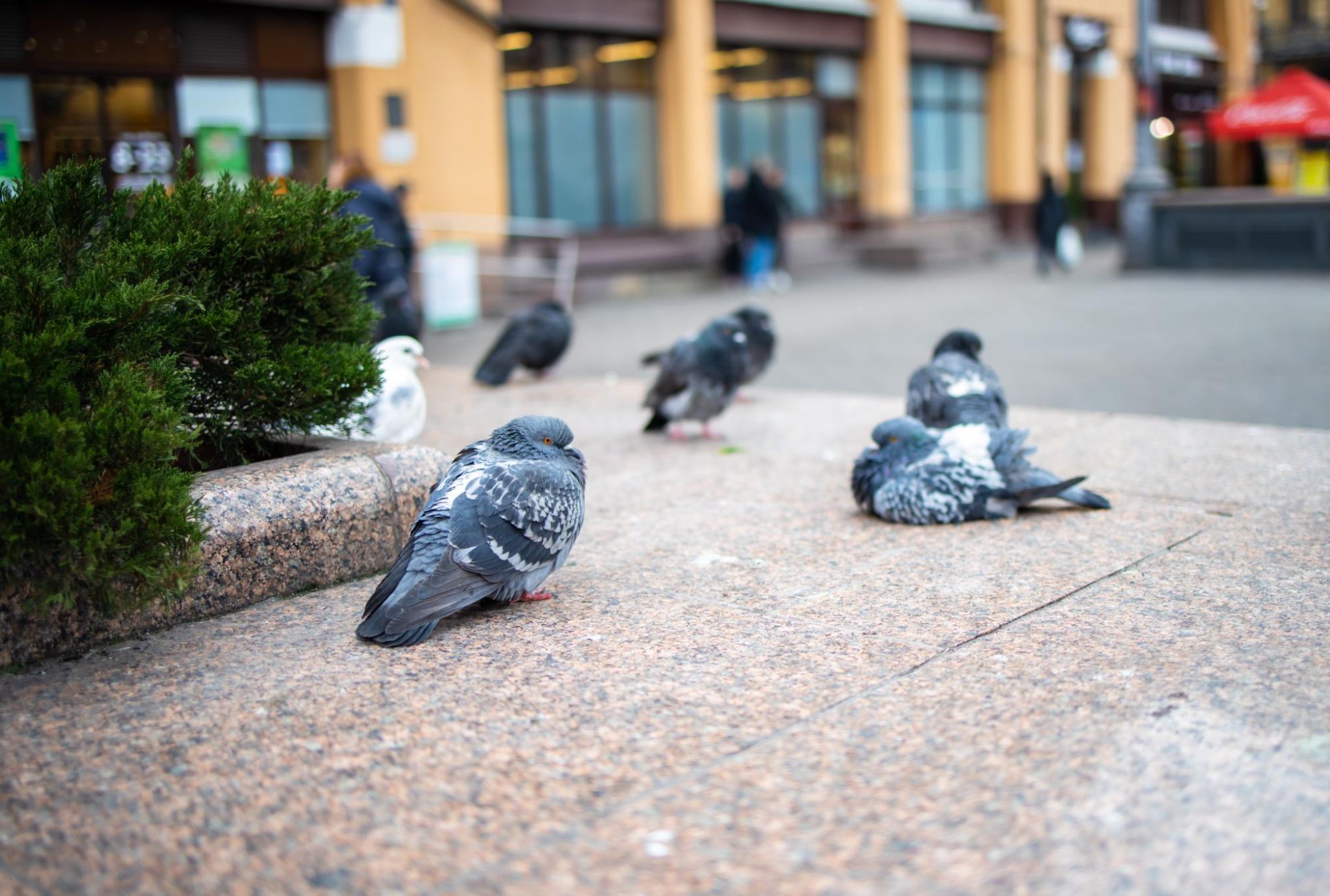 Birds outside of a commercial property. 
