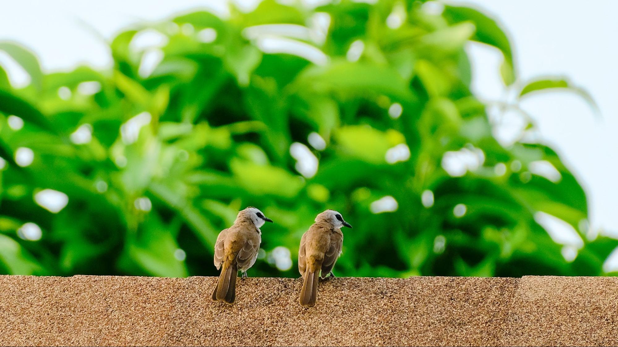 Birds on the side of a building. 