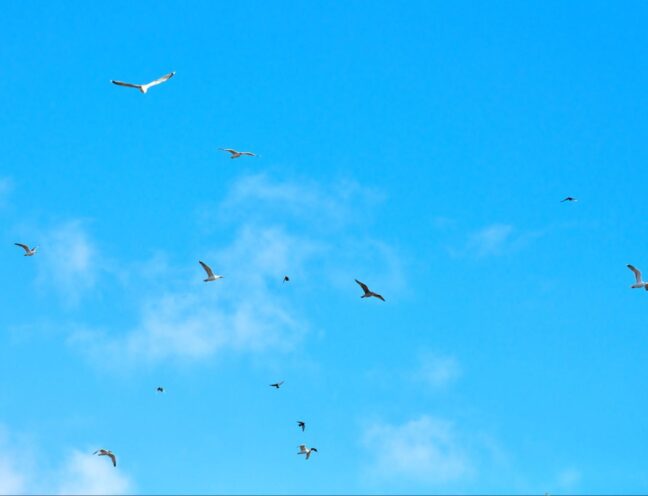 Birds flying in the sky.