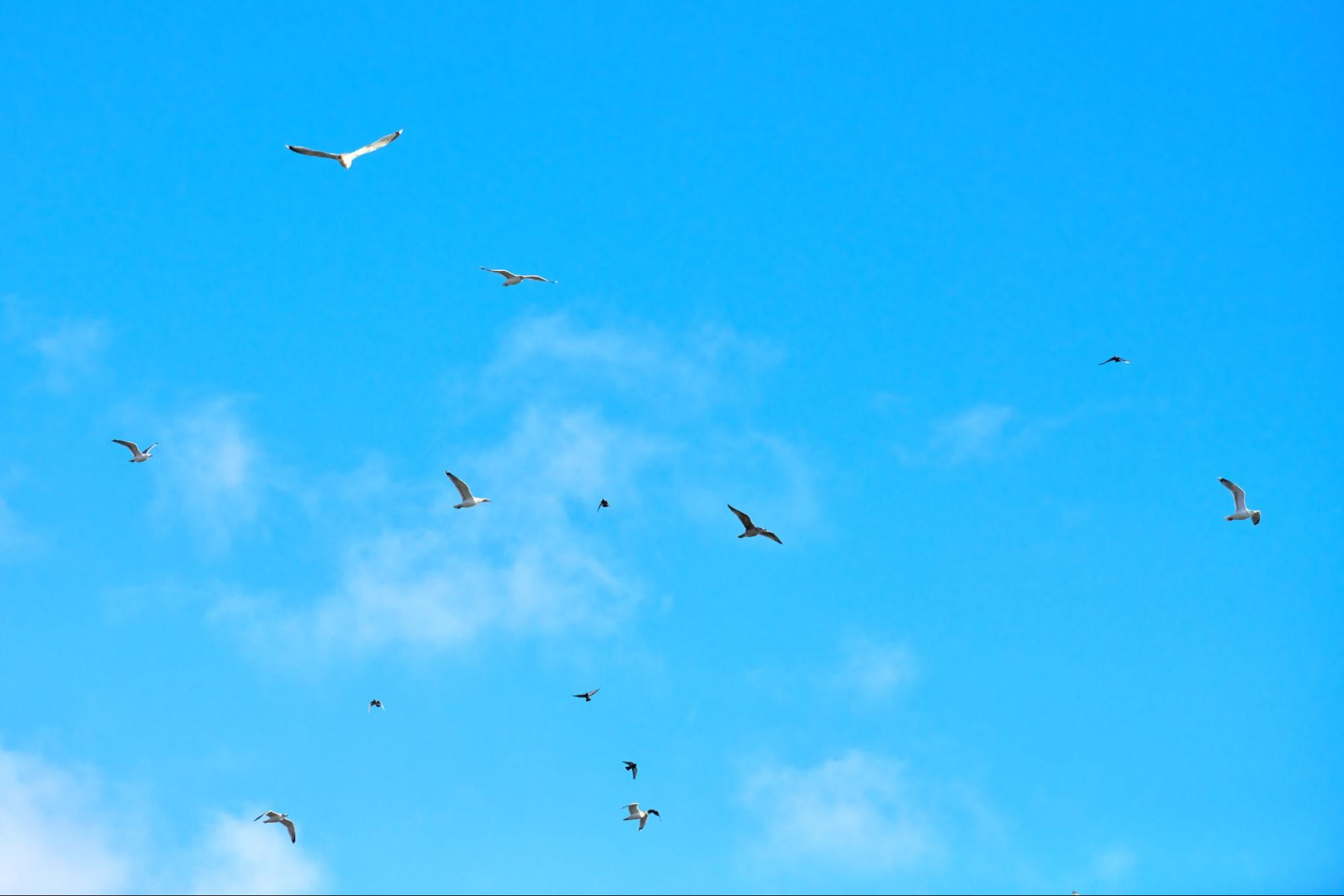 Preventative Measures Offered by Wildlife Removal Services