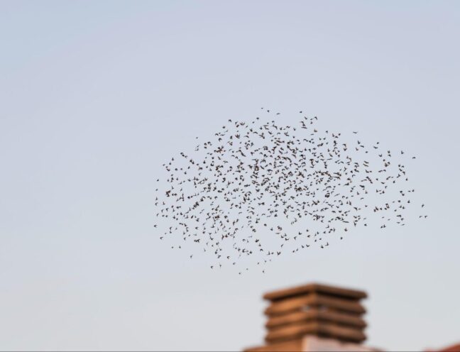 Flock of birds flying in the sky.
