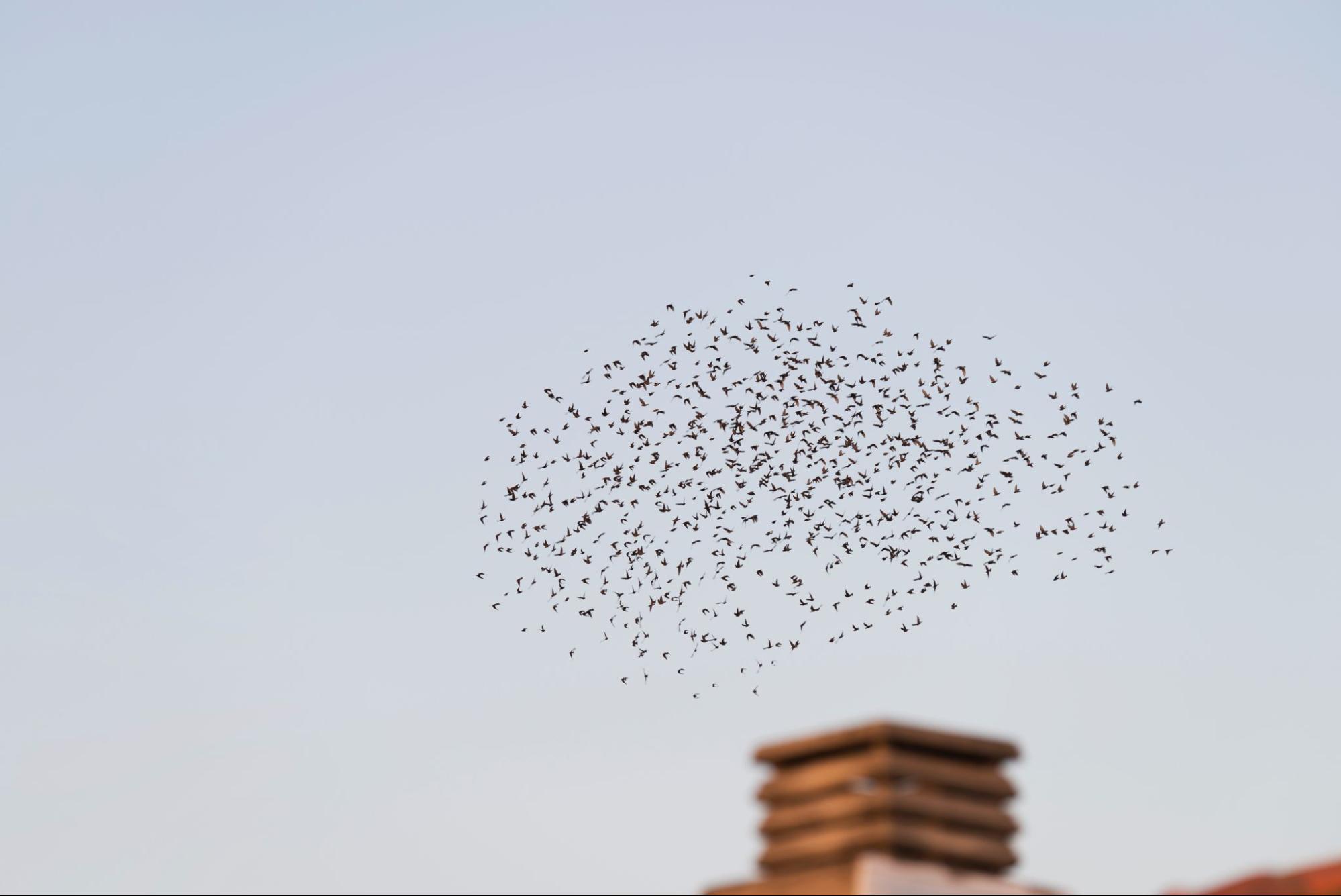 How a Bird Deterrent Can Prevent Property Damage
