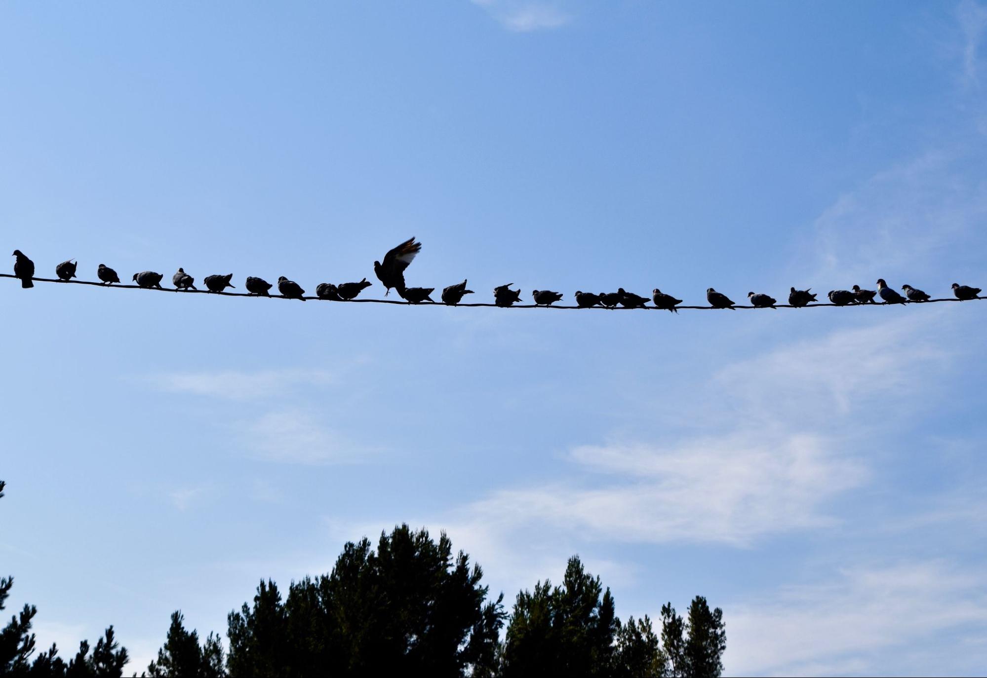 Birds perched on a power line against a blue sky, with one bird about to land.