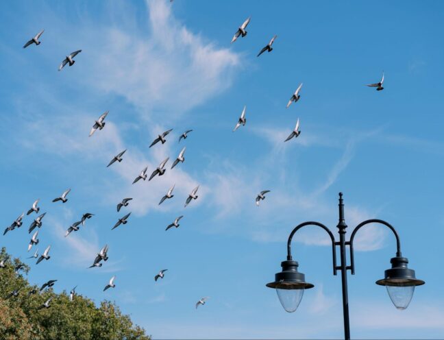 Birds flying next to trees and a lamppost.