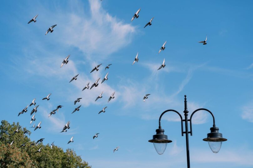Birds flying next to trees and a lamppost.