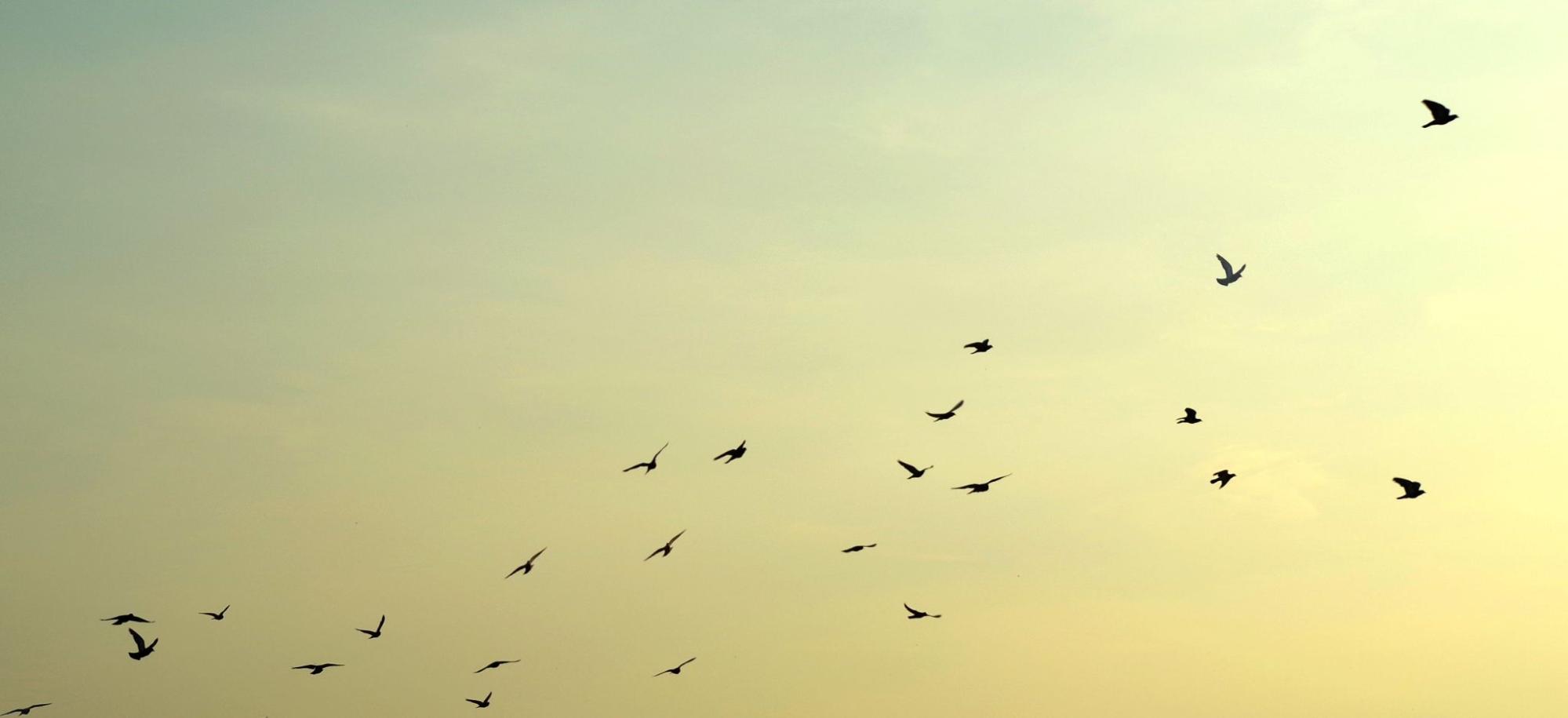 Birds flying next to a building. 
