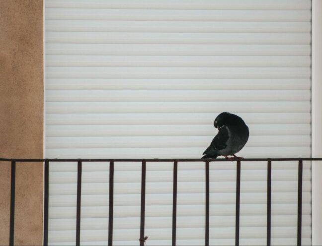 Bird on a railing.