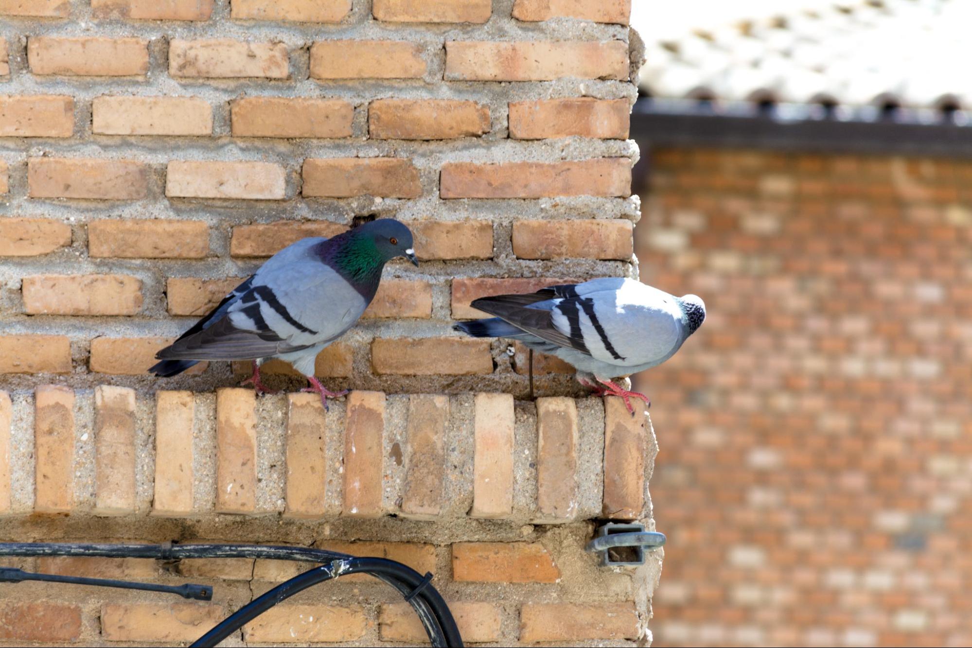 Birds on the side of a building. 