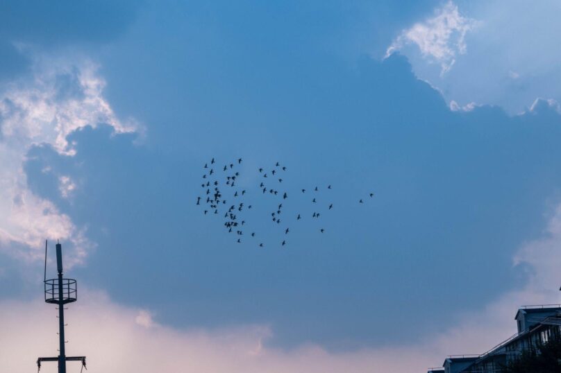 A flock of birds soars past urban buildings and a tower beneath cloudy skies.