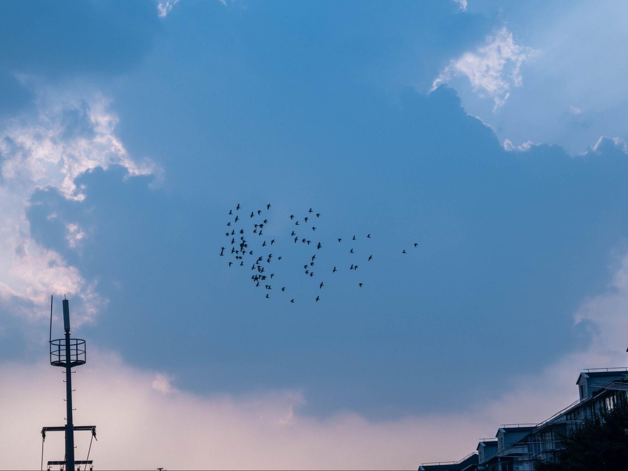 The Role of Bird Control in Pest Management Plans