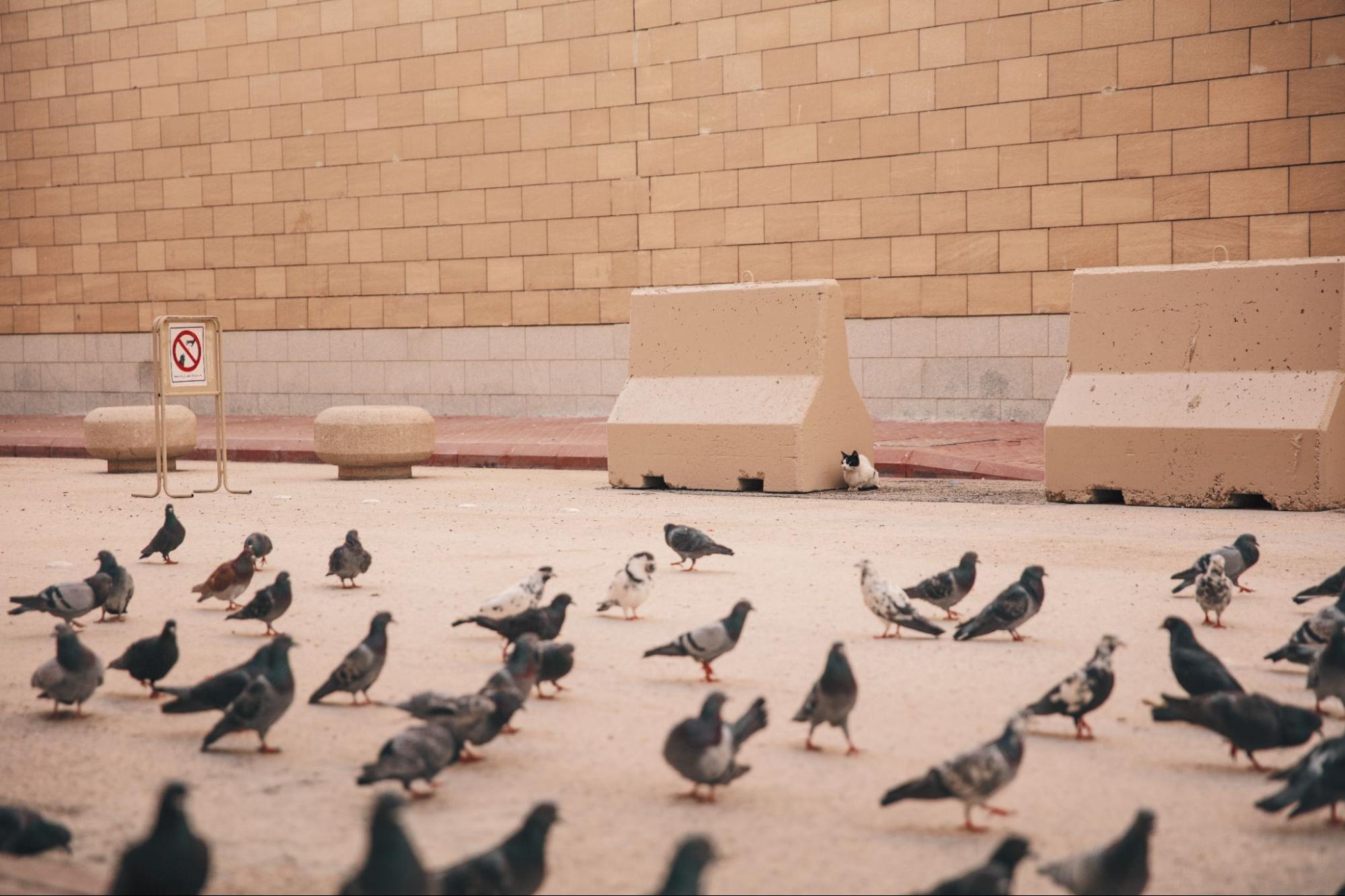 Birds next to a building.