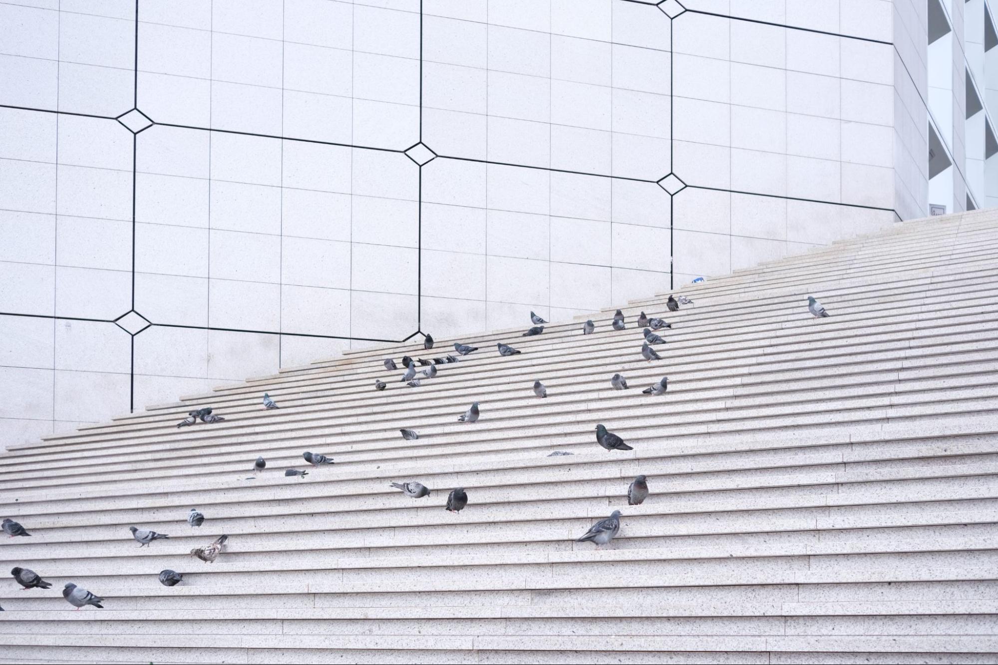 Birds standing on stairs. 