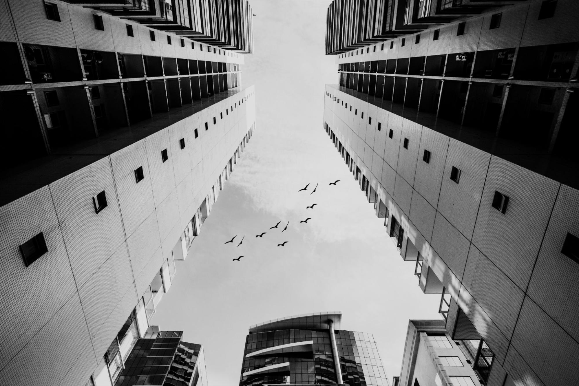 Birds flying next to buildings. 