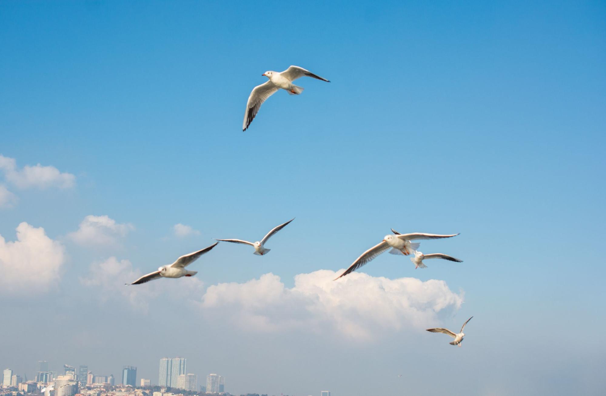 Birds flying with buildings in the background. 
