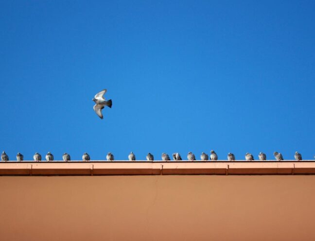 Birds on a building.