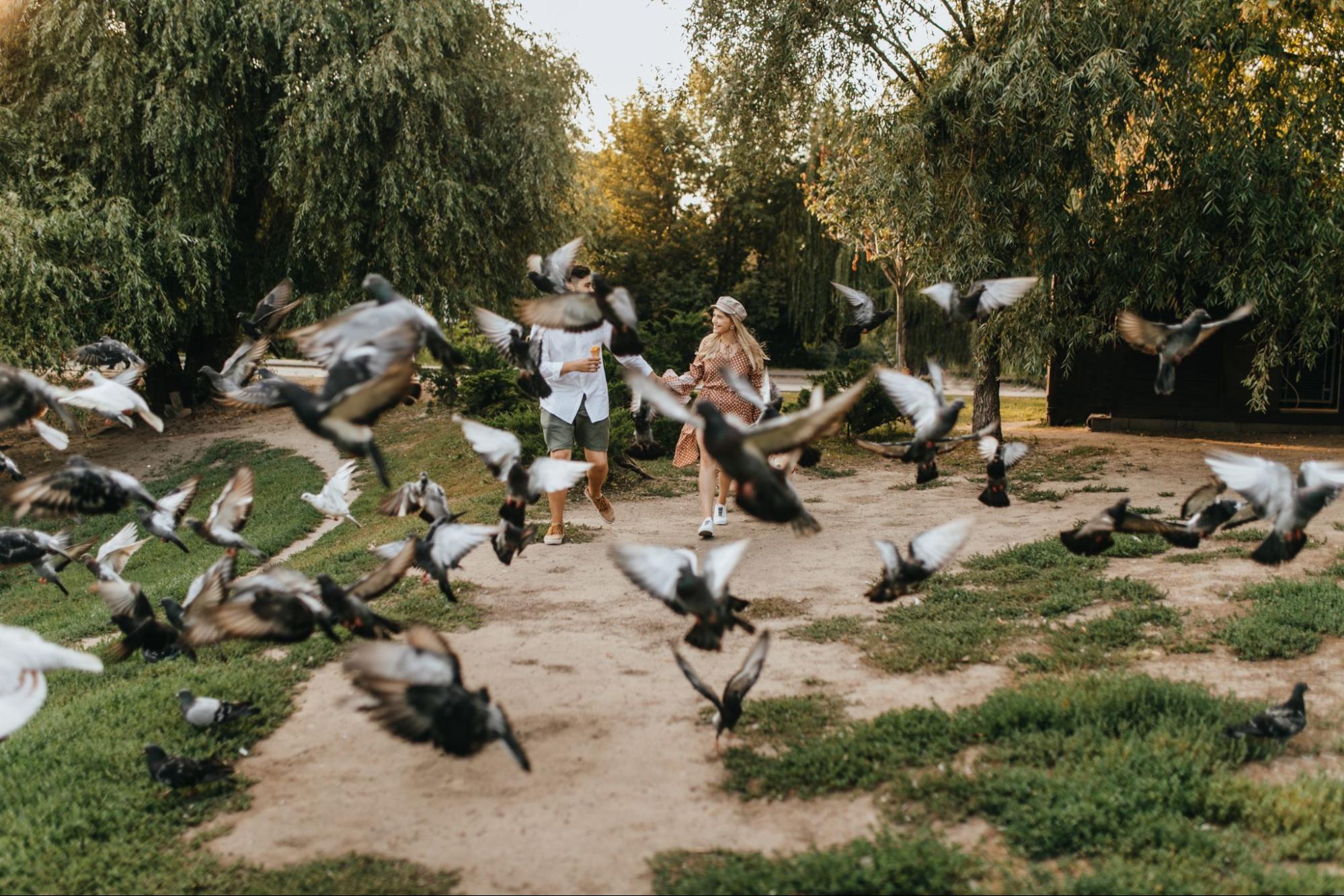 A couple walks through a park surrounded by numerous pigeons.