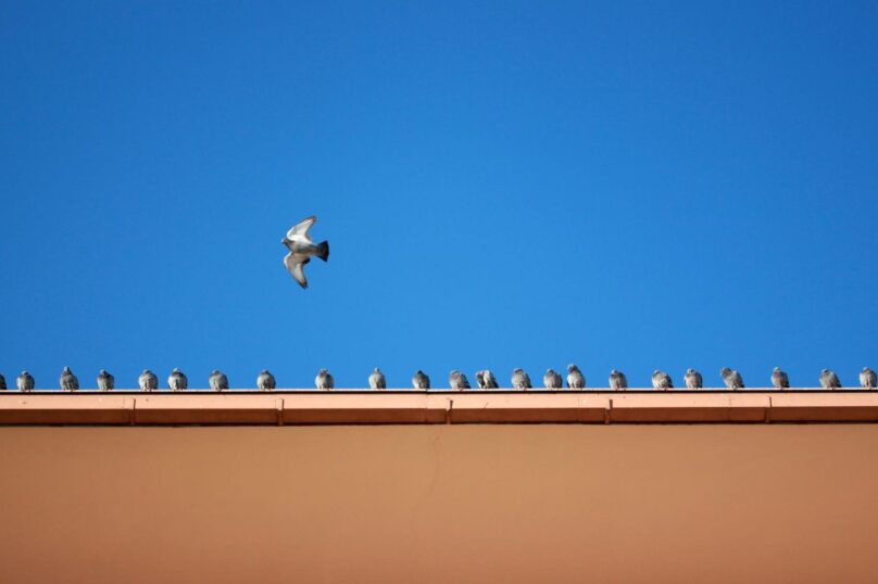 Birds on a building.