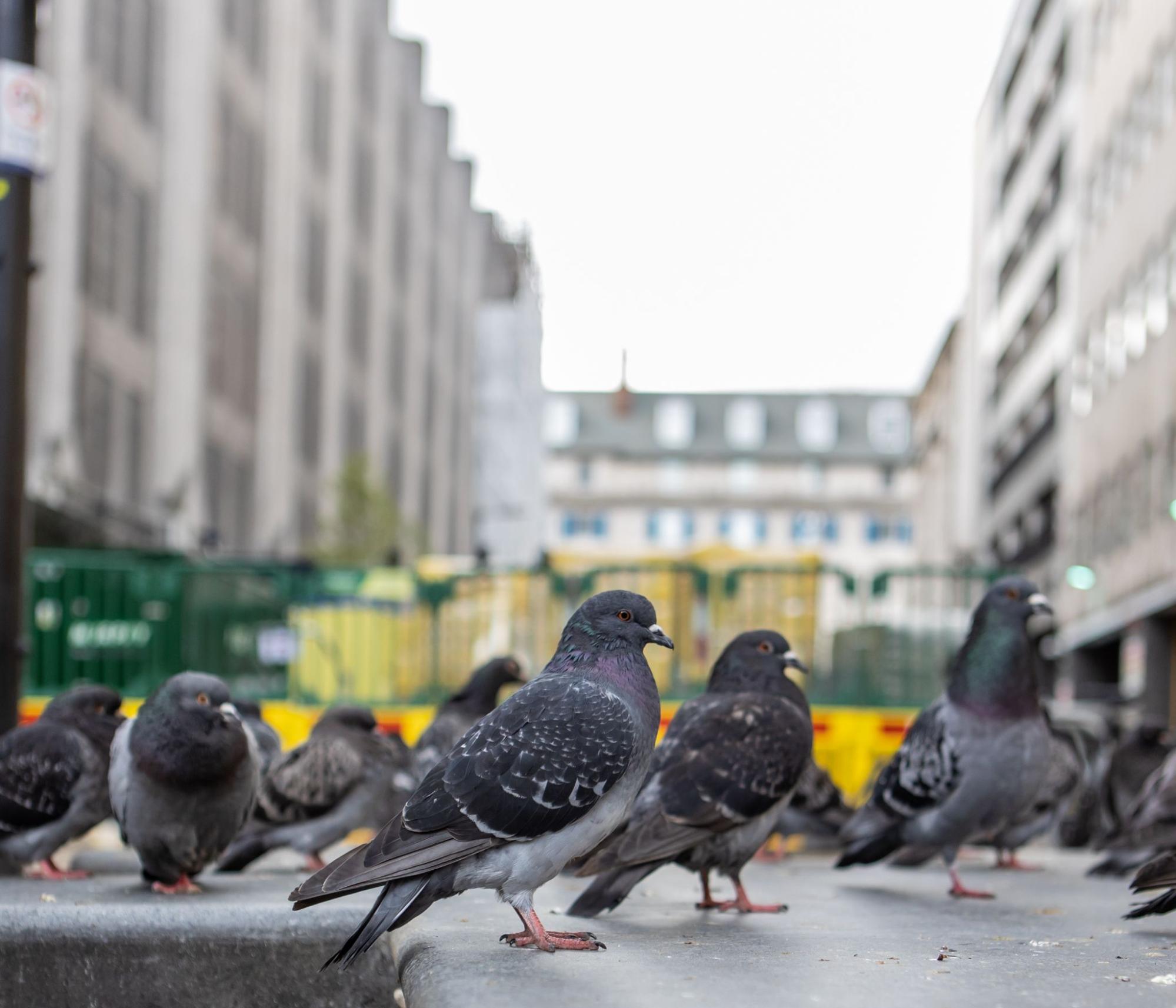 Birds next to commercial buildings.