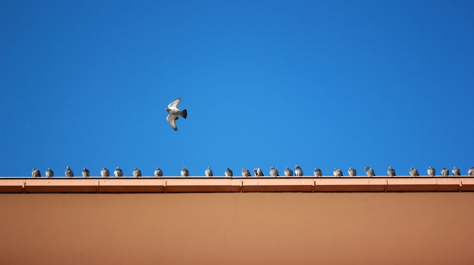 Birds on a building.