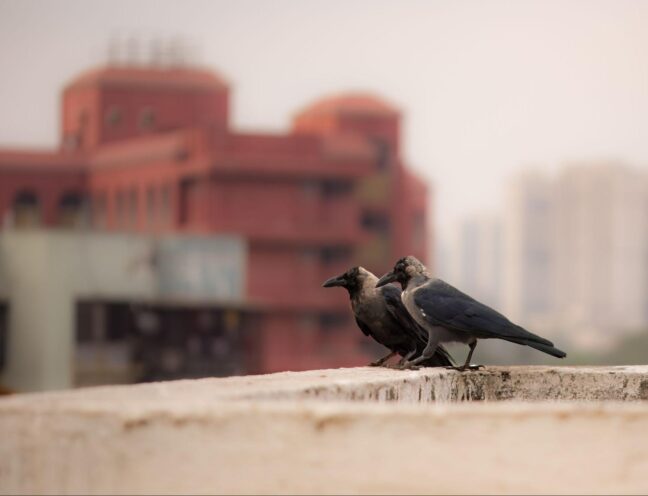 Birds on the top of a building with tall buildings in the background.