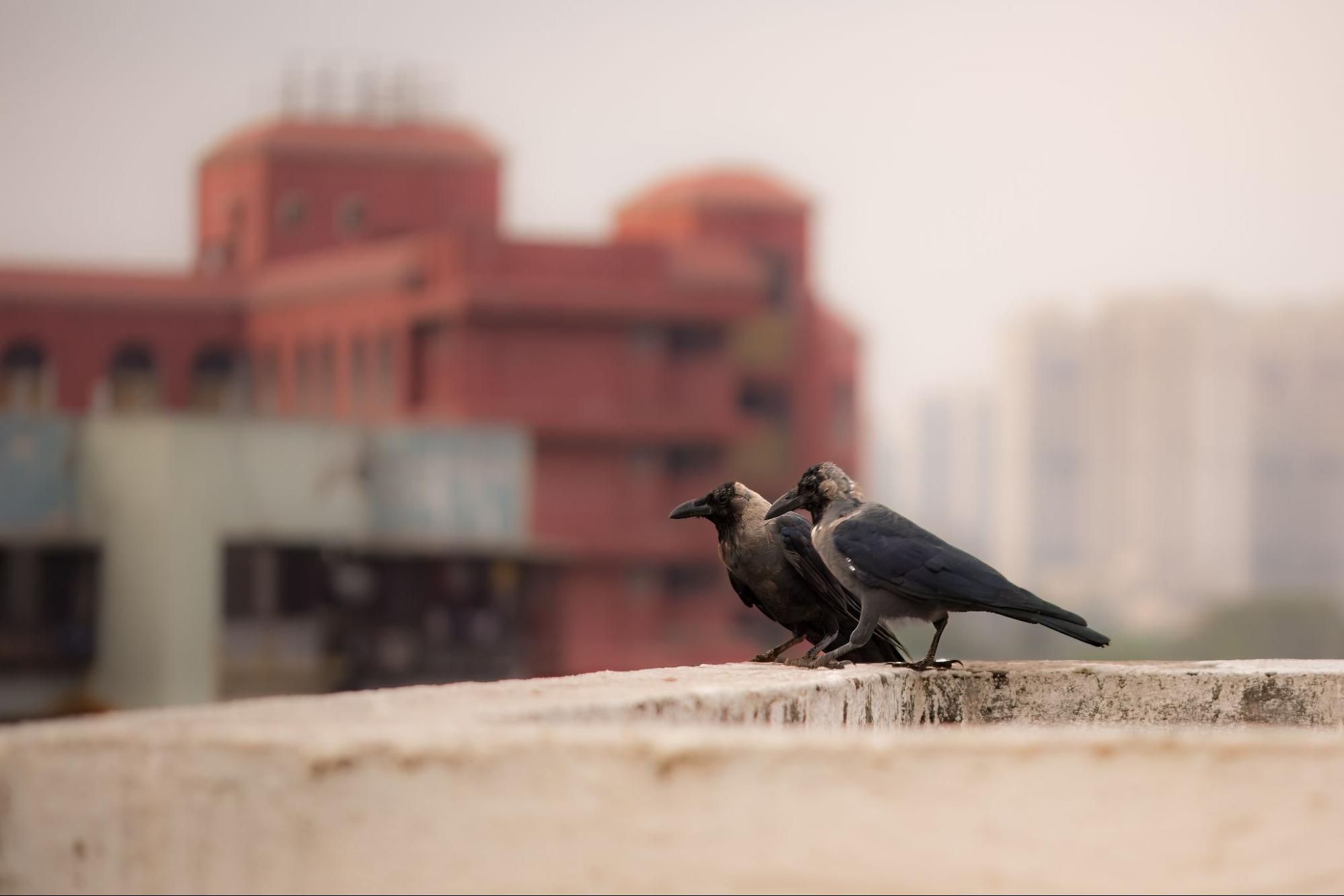 When to Call a Professional for Bird Removal Services