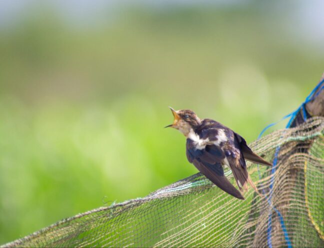 A bird entangled in netting hanging from a tree branch.
