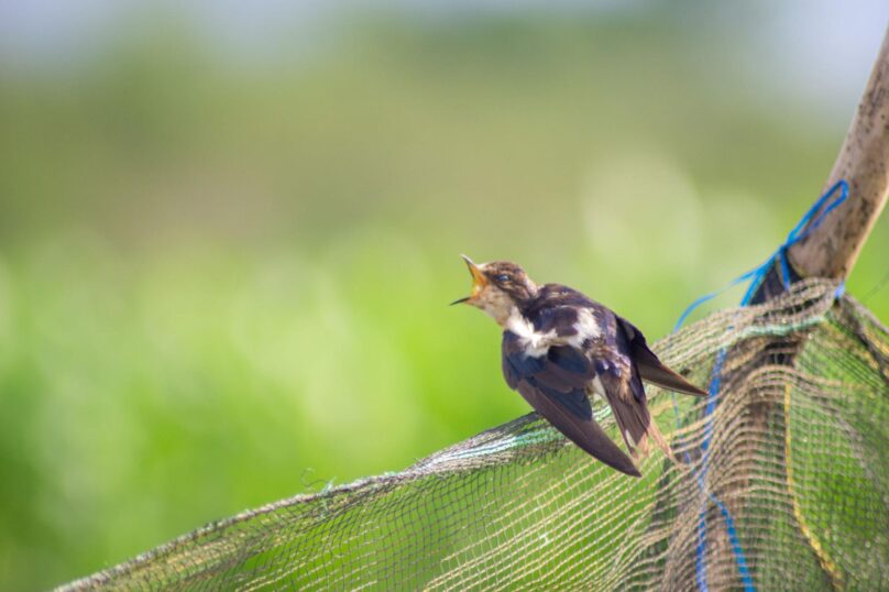A bird entangled in netting hanging from a tree branch.