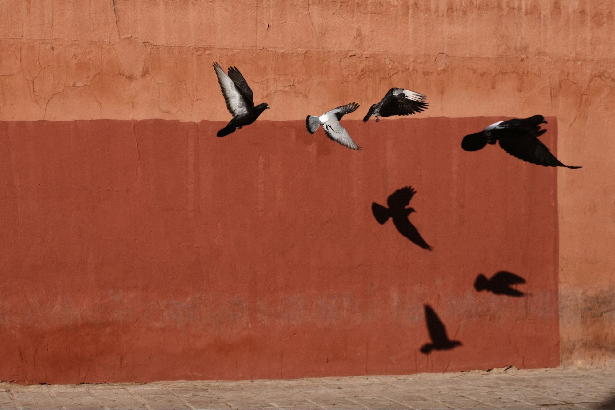 Where to Use Bird Control Spikes for Maximum Effectiveness