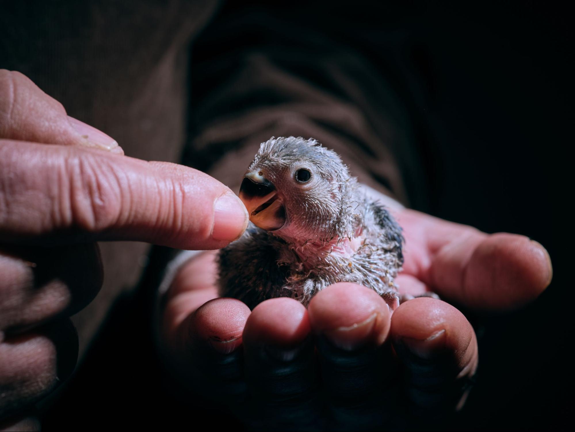 A rescued chick in the hands of a pest removal service staff member.