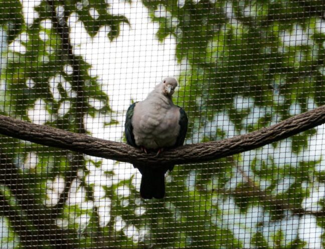 A pigeon perches on a tree branch with a bird net in the background.