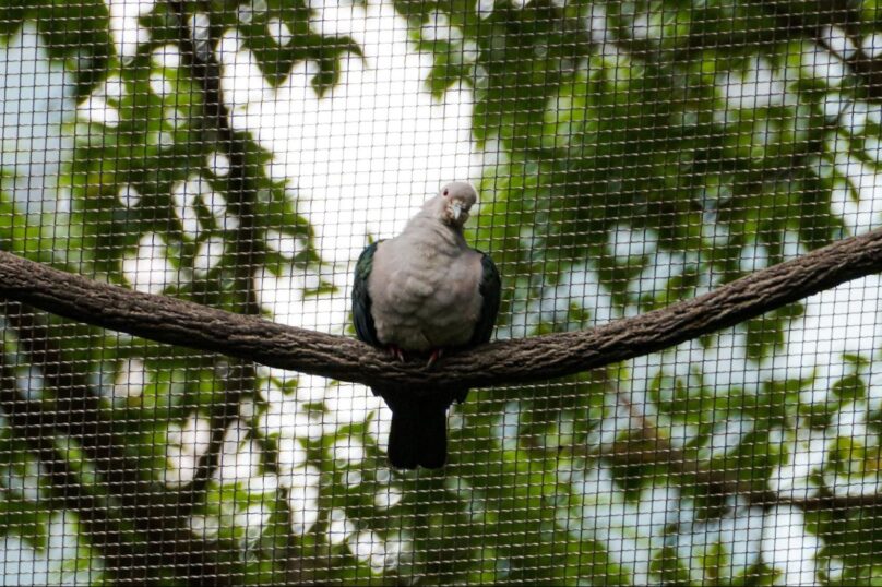 A pigeon perches on a tree branch with a bird net in the background.