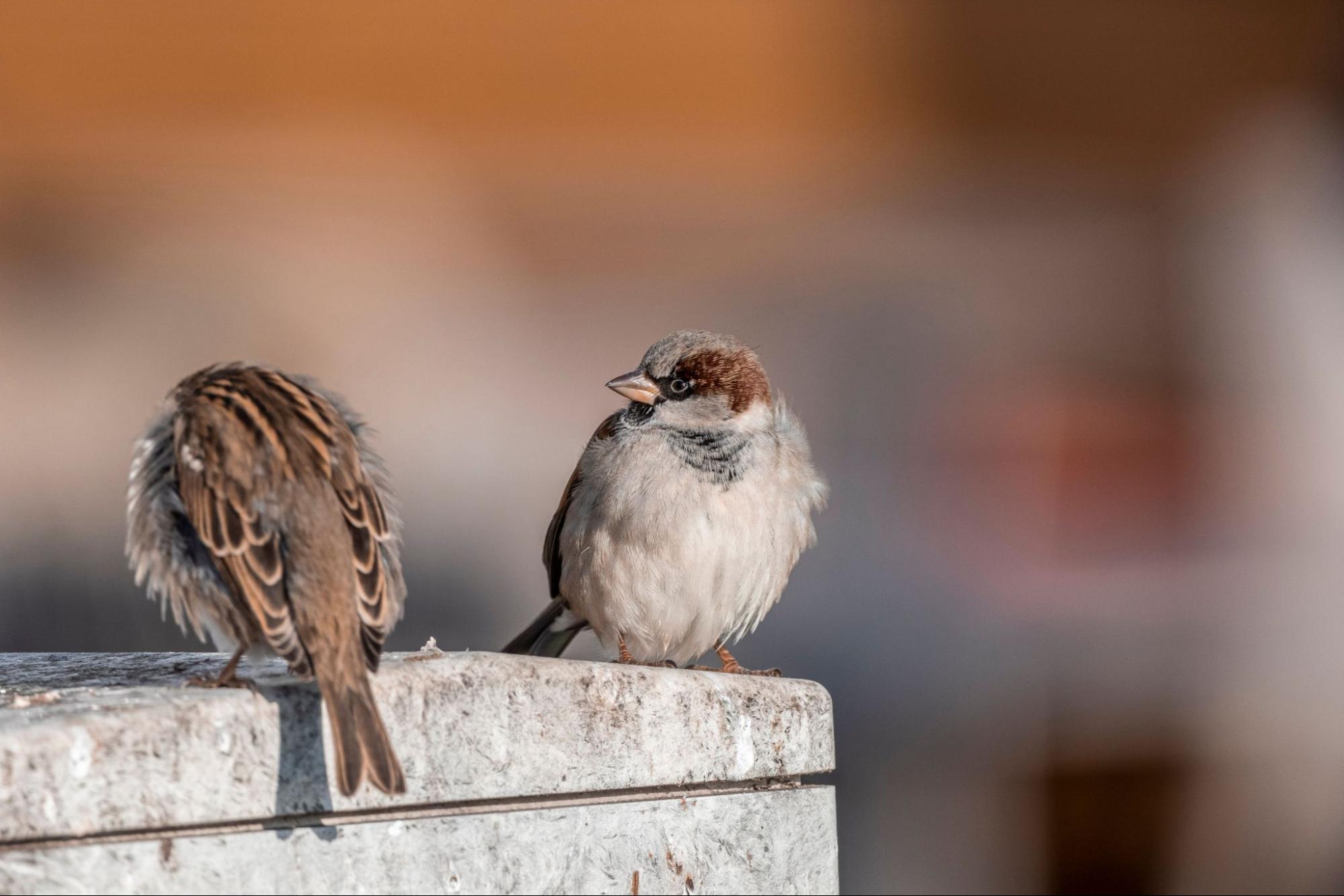 Birds sitting on a railing.