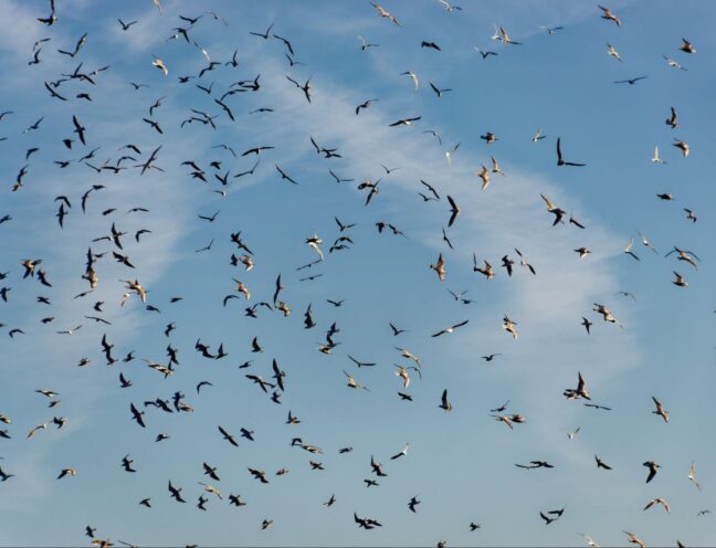Seagulls flying around against a blue sky.