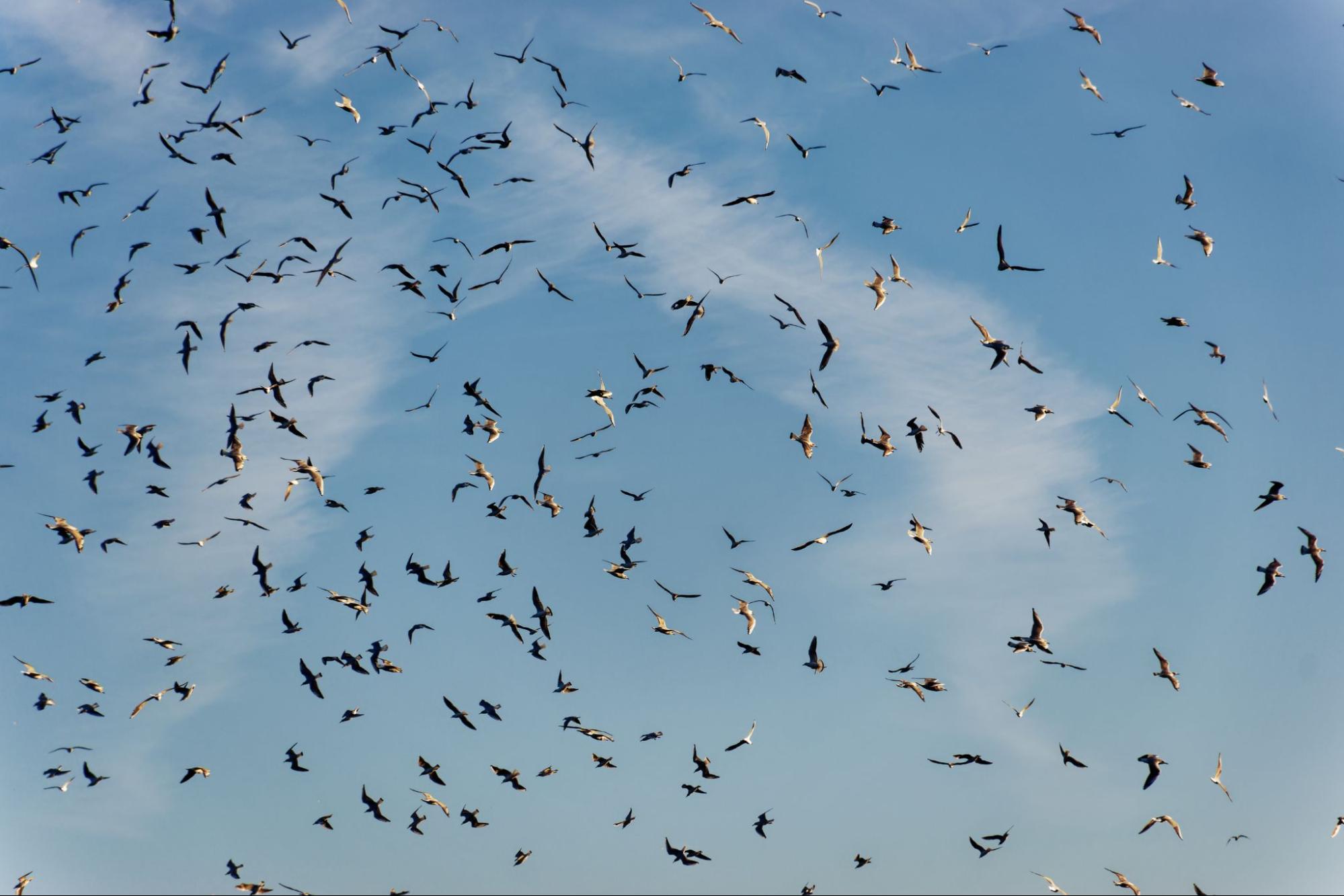 Bird-Related Health Hazards Pest Control Companies Can Prevent