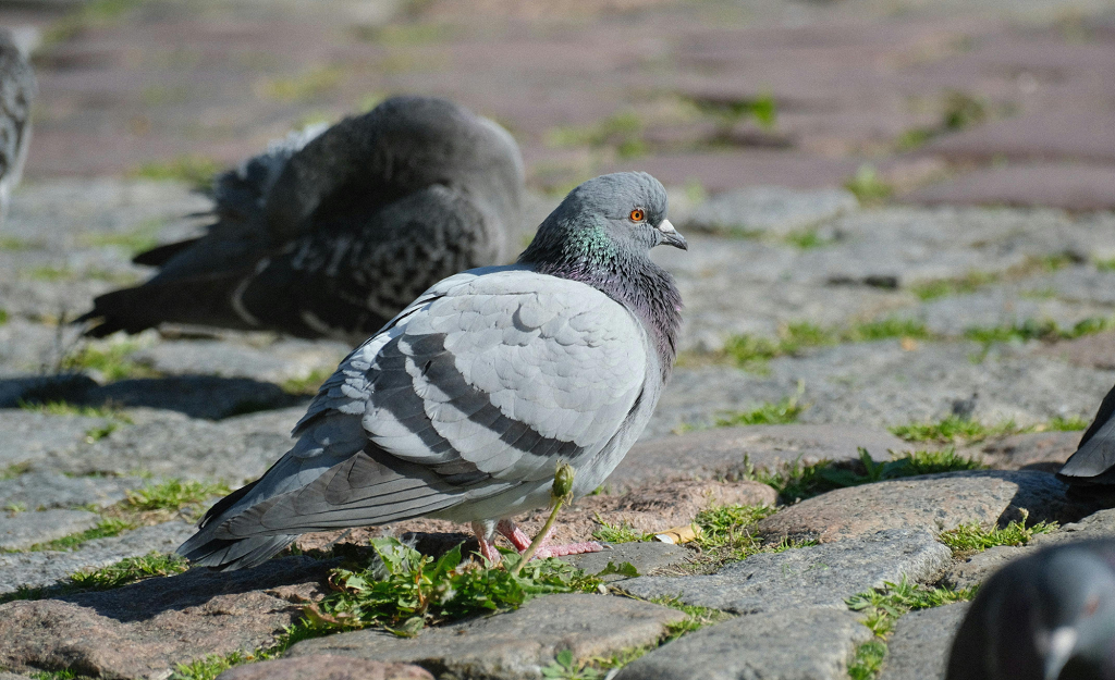Two birds