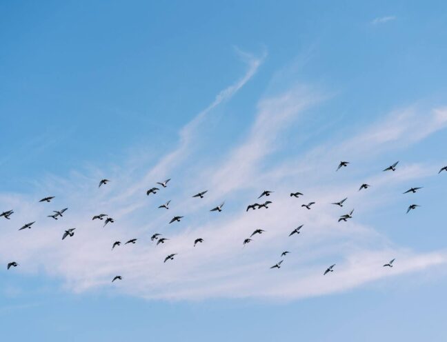Flock of Birds flying in the sky.