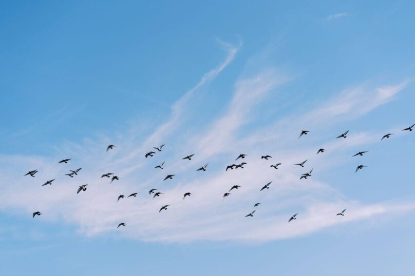 Flock of Birds flying in the sky.