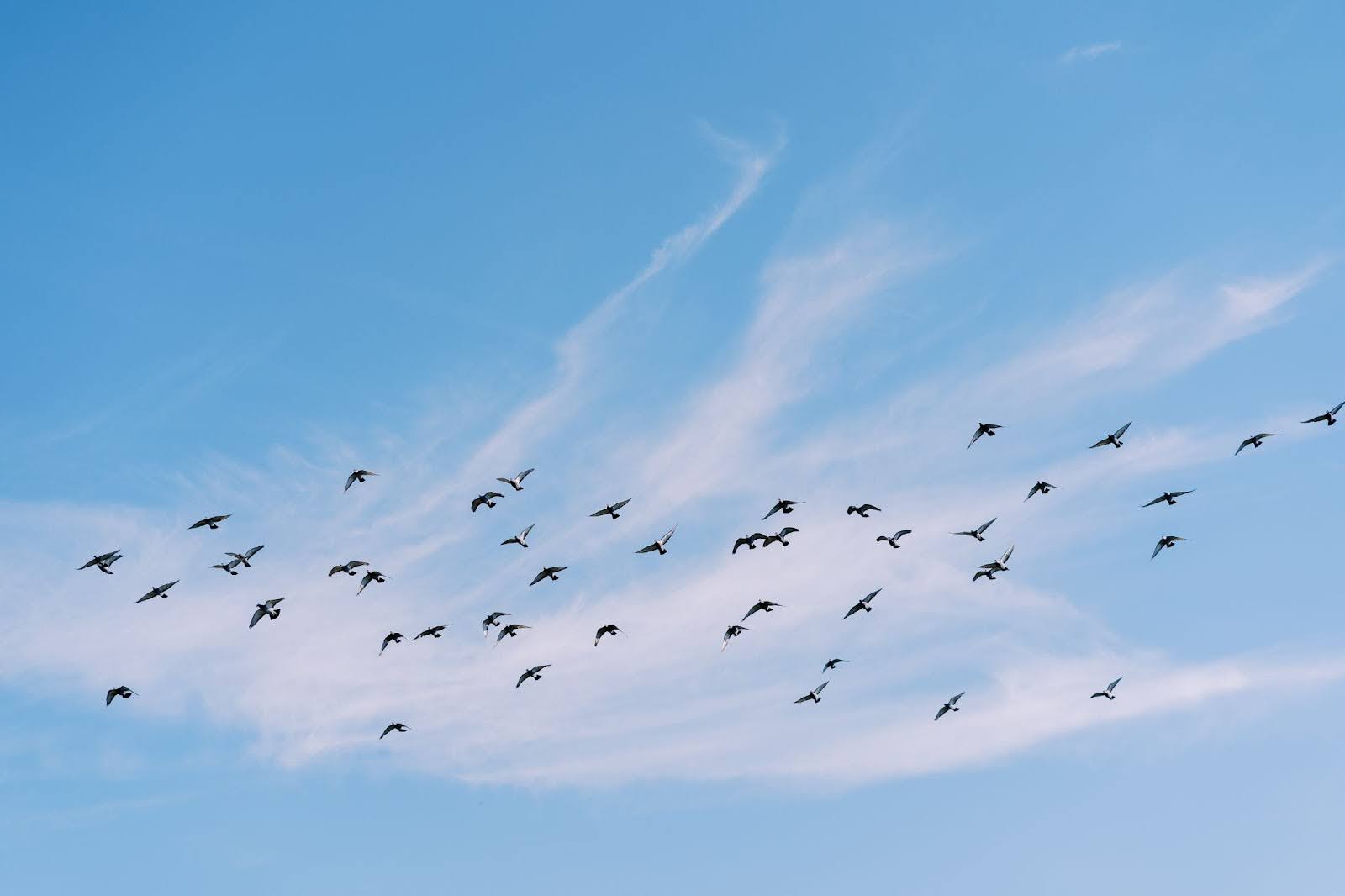 How to Maintain and Clean Bird Deterrent Spikes Over Time