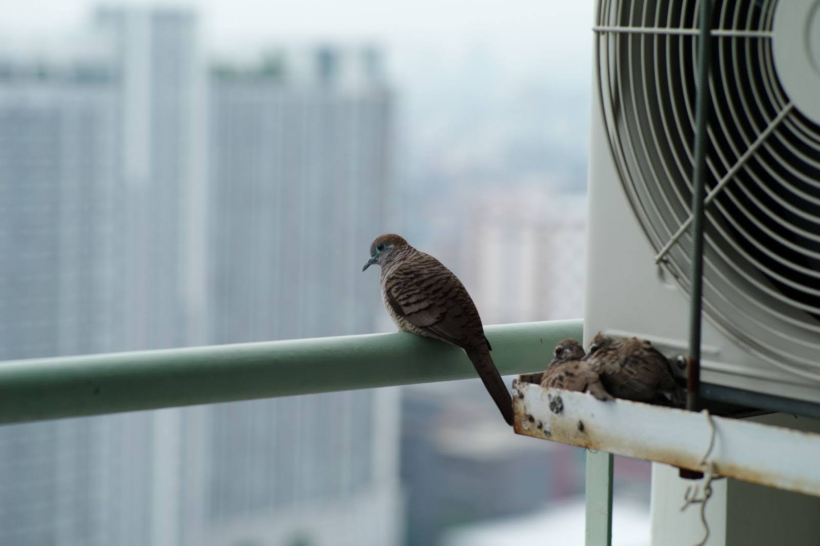 The Cost of Bird Control: What to Expect When Hiring a Pro